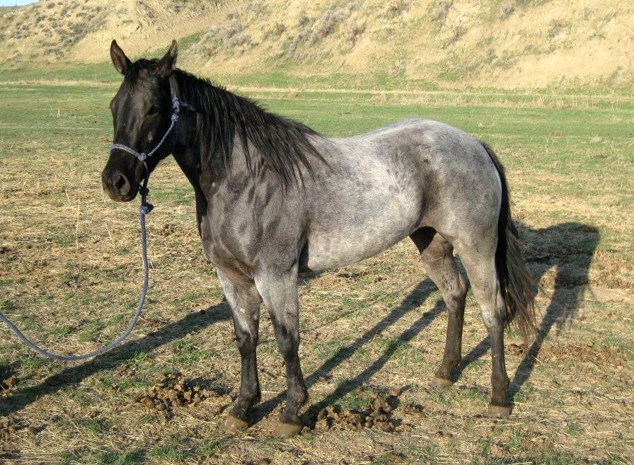 Powderrivervalentine, Joe Hancock, Blue Valentine and Mr. Roan Hancock.